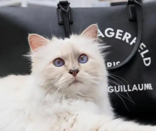 老佛爷卡尔拉格斐死前把21亿遗产留给宠物猫如今怎样了