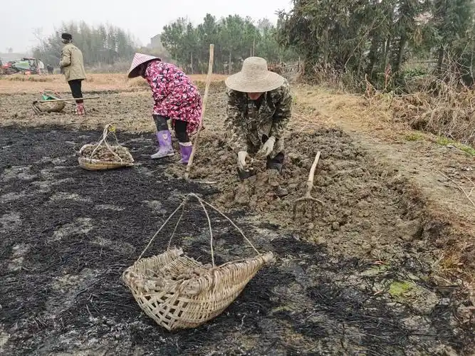 种的轻松收的省力新型荸荠收获机亮相湖北