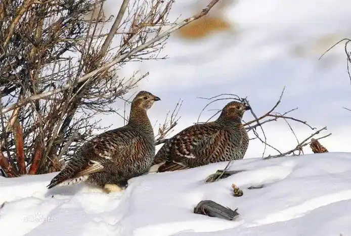 蓝黑色的丹顶野鸡见过吗
