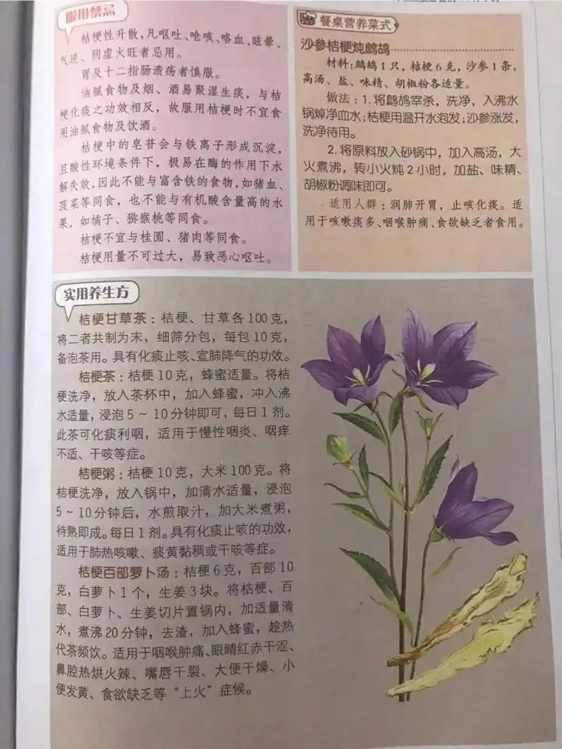 桔梗养生方 桔梗 9696中医养生功效:具有宣肺,利咽,祛痰,排脓等