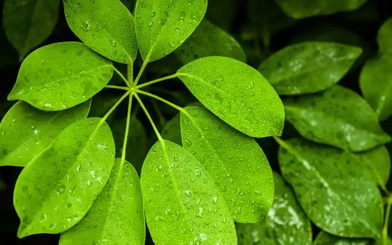 春天绿意盎然小清新壁纸