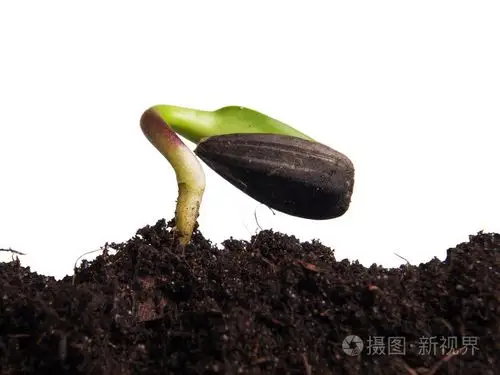 向日葵种子萌发