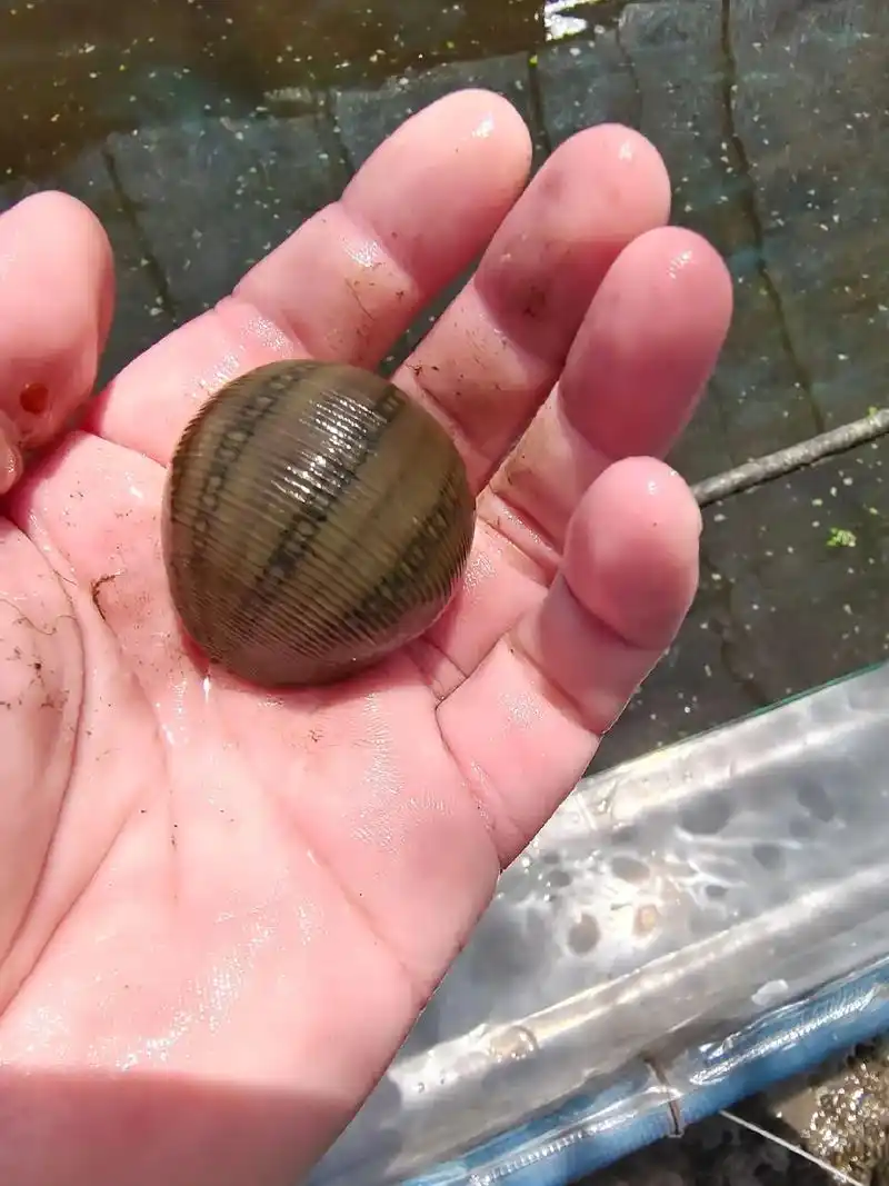 蚂蝗水蛭 都长得跟一张图片就可以了,大的二两没有的话一两应 - 抖音