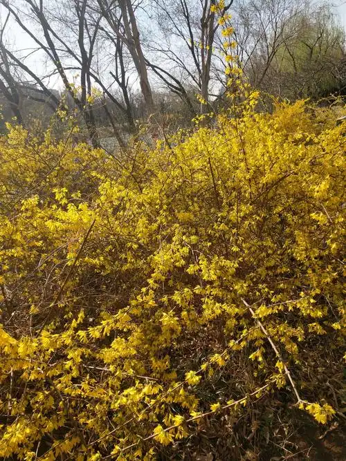 公园里的迎春花怒放了!