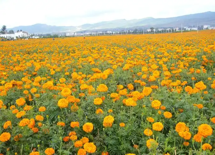 南非万寿菊花耐寒耐热臭芙蓉金菊花国庆菊庆典花海景观野花组合