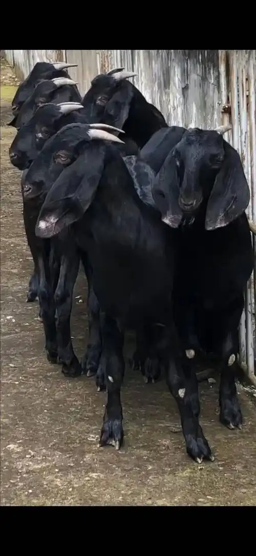 出售努比亚黑山羊成年母羊免费送货到家-中国畜牧网-商情详情