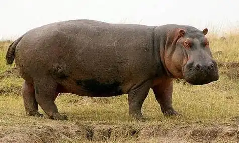 胖胖的河马在水里如何移动_胖胖的河马在水里如何移动的 蚂蚁庄园小