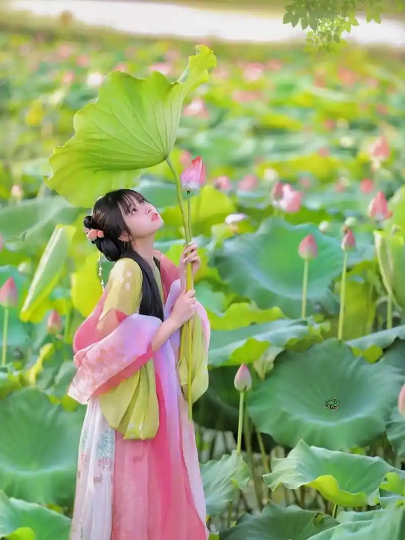 芜湖 湾沚 陶辛水韵景区.荷花快开啦! - 抖音