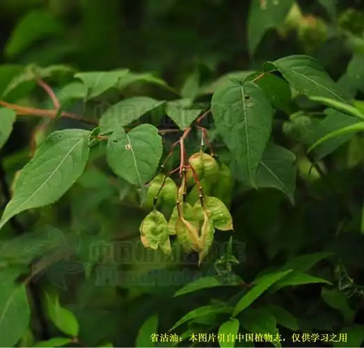 省沽油科省沽油属落叶灌木,树皮紫红色或灰褐色,绿白色复叶对生,具
