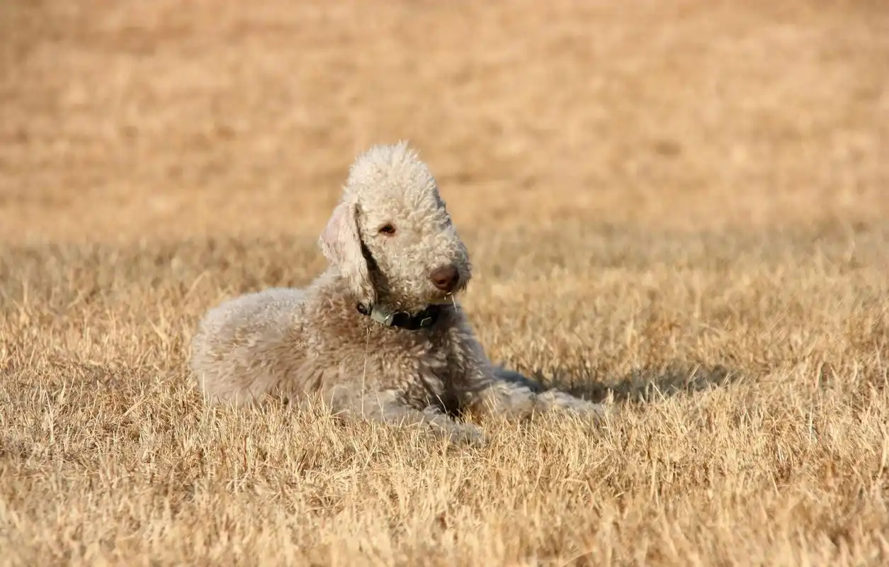 外表像小绵羊的贝灵顿梗,为什么那么少人养?看完文章你就知道了