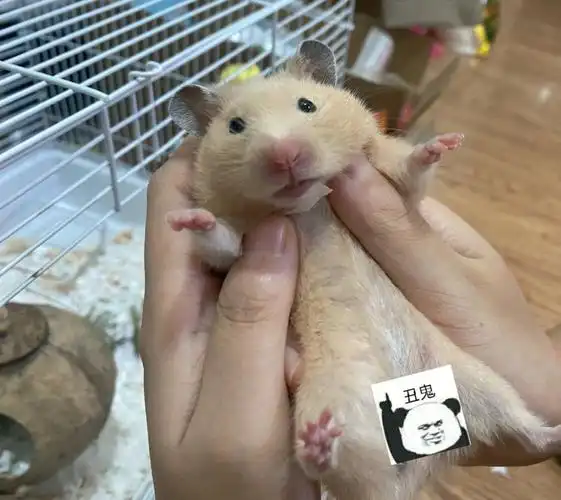 姐妹们07怎么判断金丝熊年龄啊