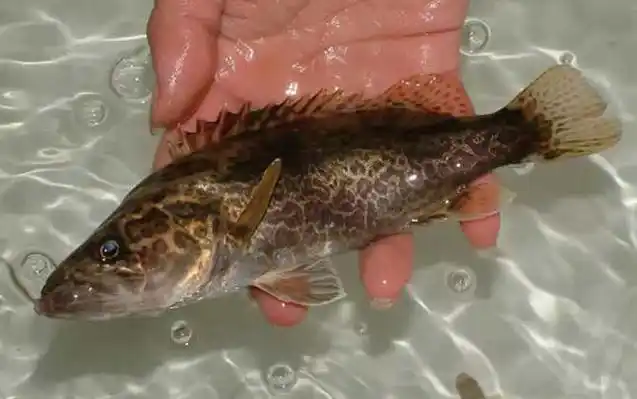 夏天为什么钓不到鳜鱼? - 钓鱼技巧 - 酷钓鱼