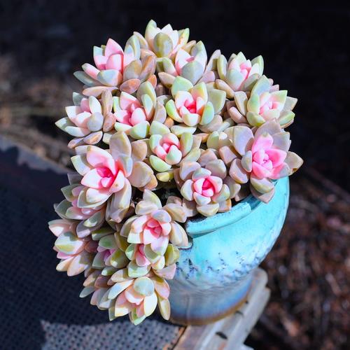 云南直发多肉植物盆栽粉色紫雾群生多头办公室内绿植花卉肉肉植物