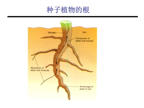 双子叶植物根初生结构.ppt