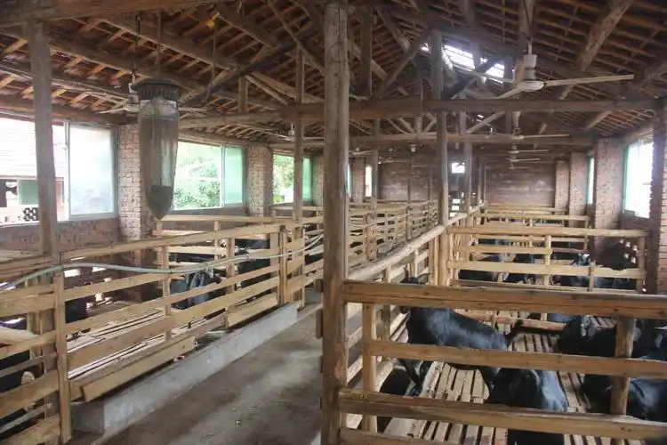 大力发展黑山羊养殖技术促进了新型农村经济的大力发展