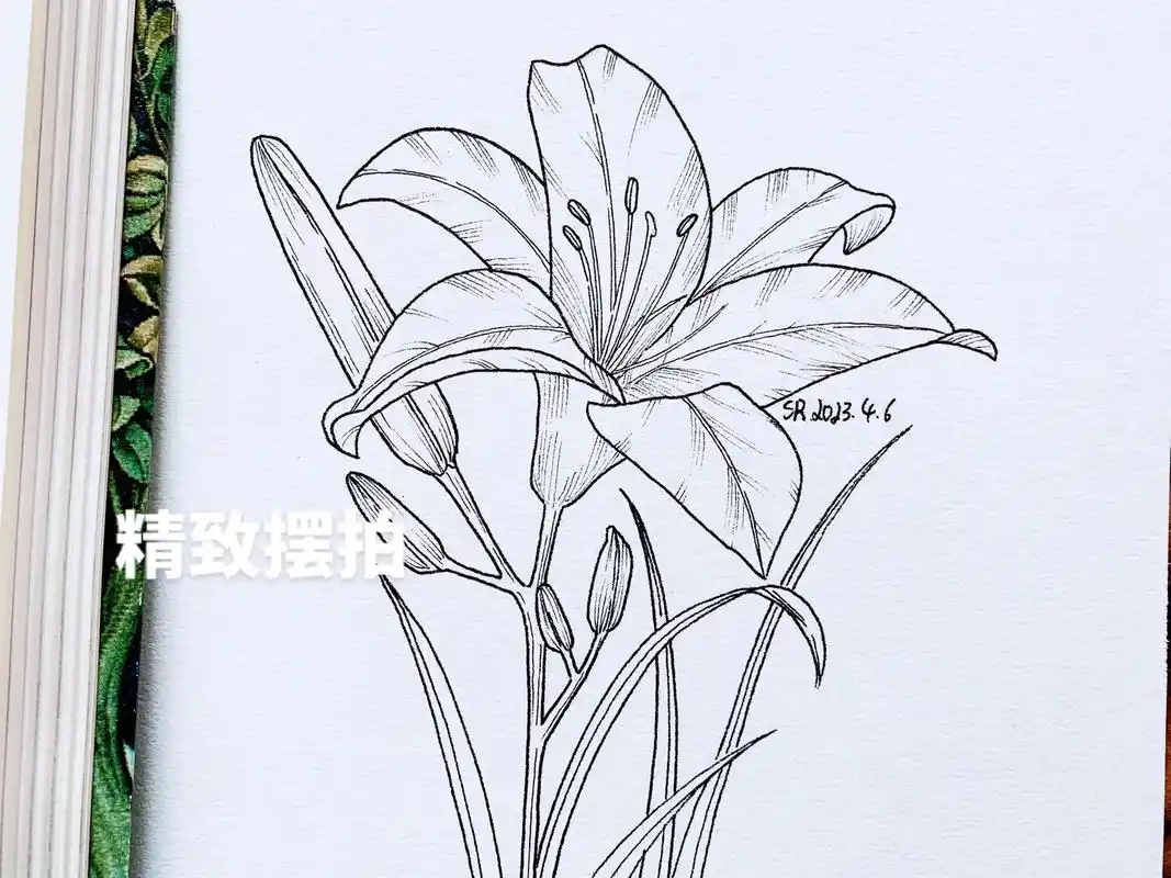 "萱草解忘忧"#萱草花 #我不要春天的原创植物线描 #花朵简笔画