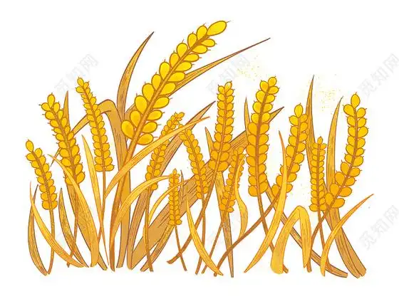 国潮风芒种节气金色麦穗psd素材芒种二十四节气