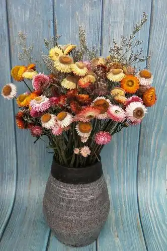 麦秆菊前面在鲜花分享中已经介绍过了 晾干后依然艳丽,风姿不减