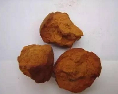 金熊胆图片的功效是什么呢