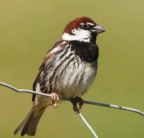 树麻雀(注意耳后的黑斑) 除了家麻雀和树麻雀,其他3个品种的麻雀就