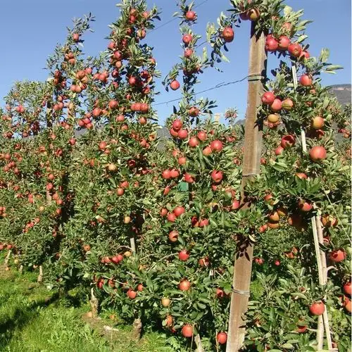 沙果树苗大秋果小黄太平冰糖心沙果耐寒南方北方果树苗