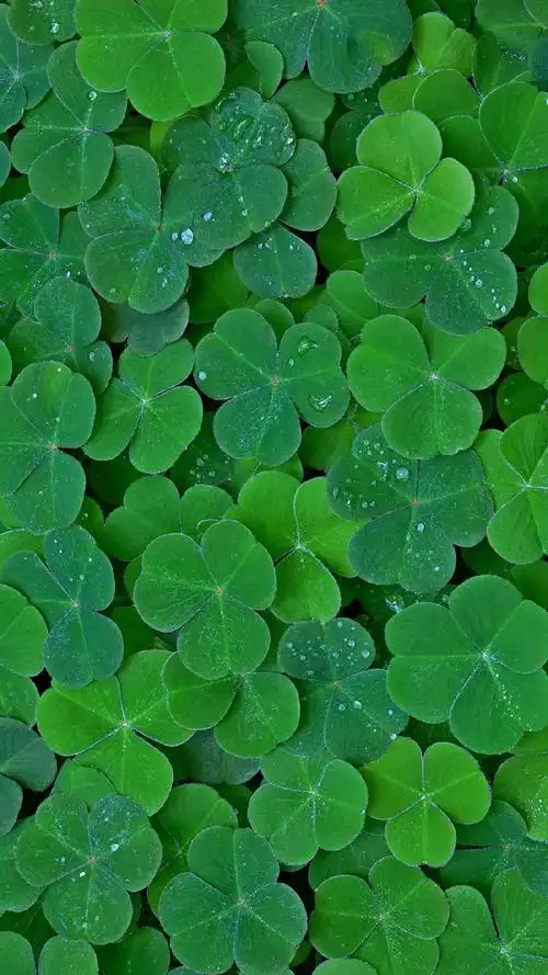 清新护眼绿色植物图片手机壁纸