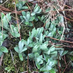 新鲜冷藏潜山岳西青阳毛香毛香粑原料毛香草500g