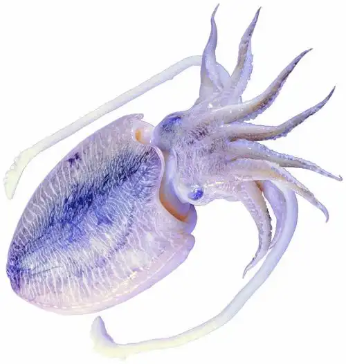 p>乌贼本名乌鲗,又称花枝, a href="#" data-lemmaid="1124307">墨斗