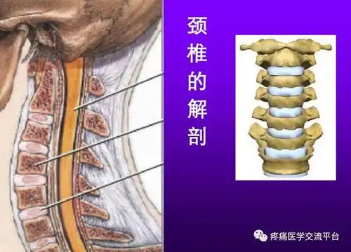 学习内容:颈项部①针刀治疗项韧带损伤②针刀治疗胸锁乳突肌损伤③