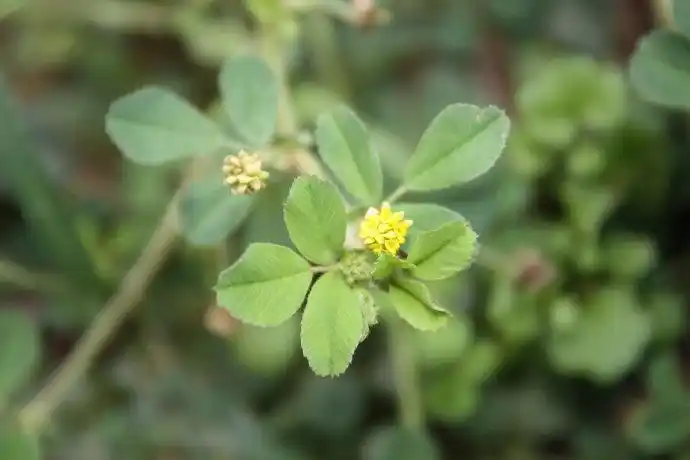 天蓝苜蓿图片天蓝苜蓿野菜图片