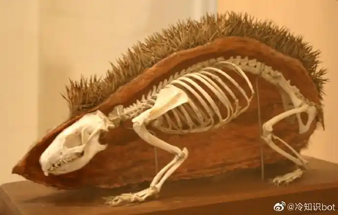 刺猬的骨架