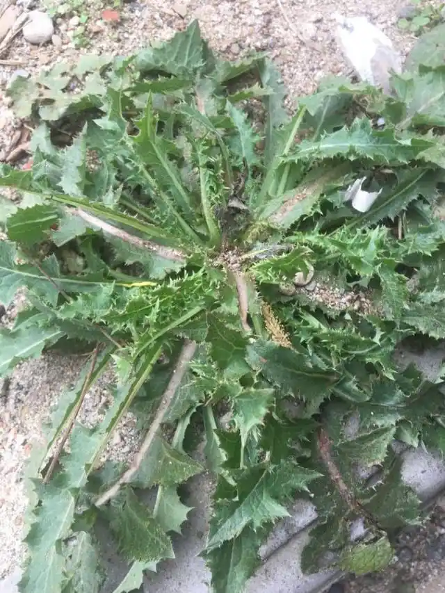 长在地里的苦麻菜i,还没有开花,近年来被医学应用治疗乳腺增生,预防