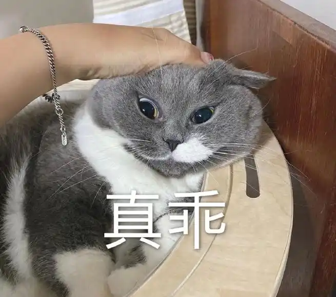 萌宠 猫星人 真乖 听话 呆萌 可爱