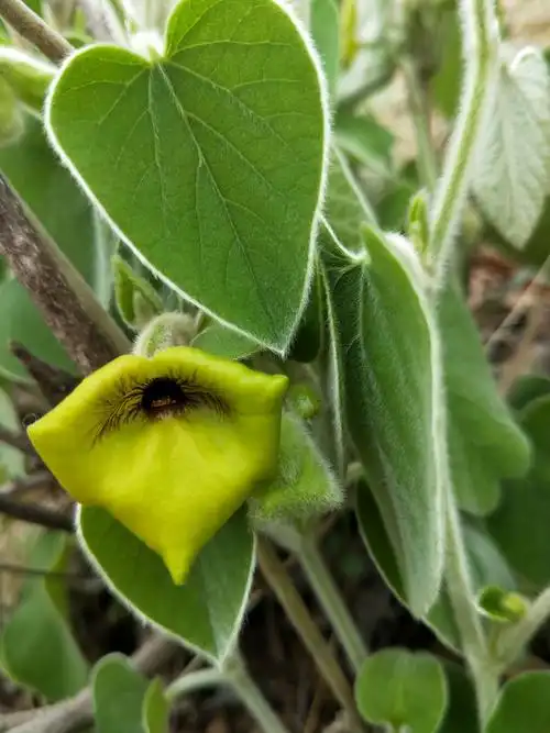 猫耳朵草的花哦!见过吗?