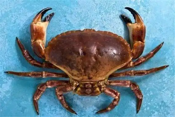 世界上最可爱的螃蟹 台湾原生种螃蟹(圆圆胖胖很可爱)