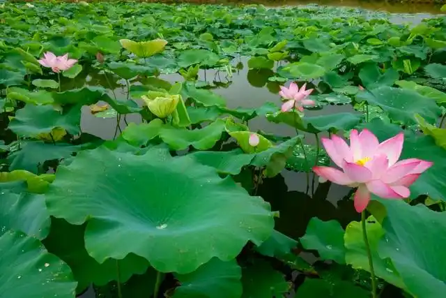 良田花海这片荷塘,惊艳了整个夏天!