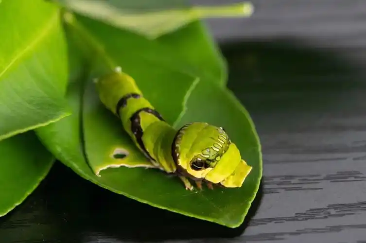 四只凤蝶幼虫六