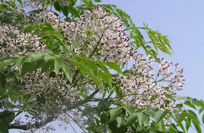 展开全部 可能是苦楝.