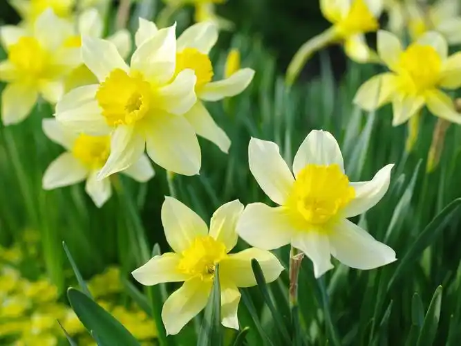 黄水仙的爱情花语高清原图查看