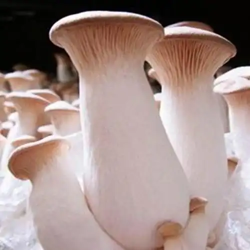 杏鲍菇长了一层白毛还能吃吗