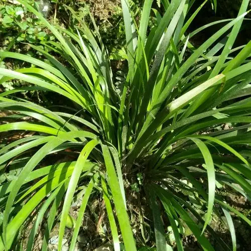 山里茴香菖蒲香料随手香狗肉香洗手香庭院阳台盆栽10苗起包邮