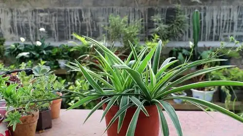 夏季绿植植物如何浇水?