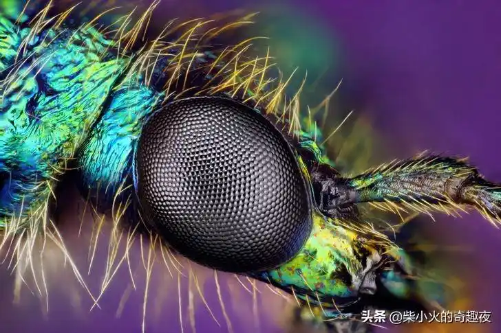 奇妙的微观世界:走进显微镜下45个令人难以置信的物体