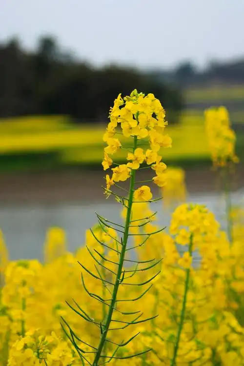 四川春天田园景色