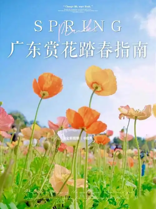 春日限定60广东赏花好去处出片率超高
