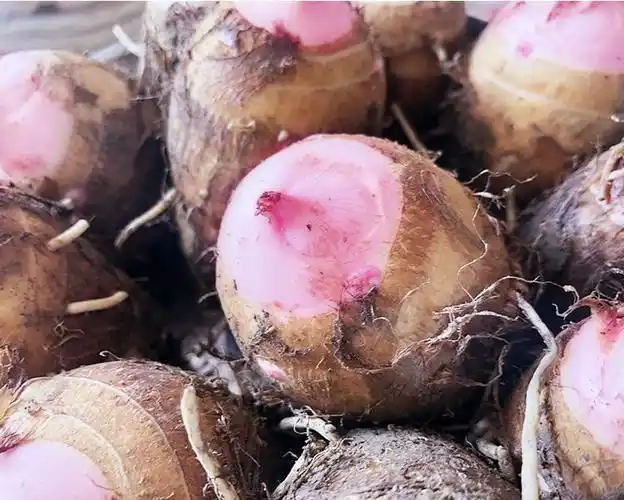 红芽芋头新鲜小芋头现挖红嘴毛芋头粉糯10斤芋头中果