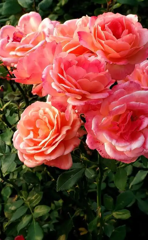 爱情海:玫瑰花海,浪漫的海,幸福的海.