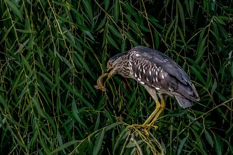 夜鹭雏鸟 摄影 fufumm88