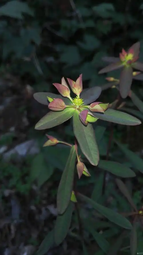 广西野生中草药一览 - 中药学讨论版 - 爱爱医医学论坛