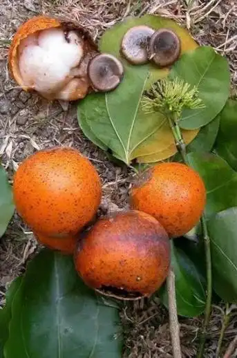 马钱子图片马钱子的功效与作用毒性